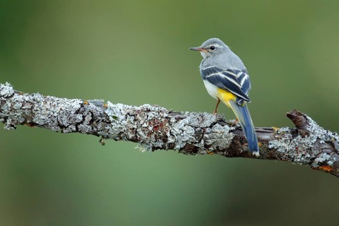 Grey Wagtail (Motacilla cinerea) juvenile perched on lichen branch, Andalusia, Spain