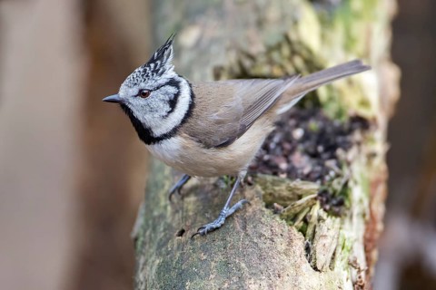 European Crested Tit (Lophophanes cristatus), Saxony-Anhalt, Germany