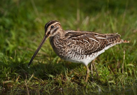 Common Snipe (Gallinago gallinago), Schleswig-Holstein, Germany