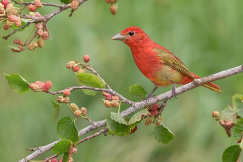 Summer Tanager (Piranga rubra) male perched on a branch with red berries, Texas, USA