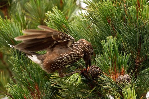 Spotted Nutcracker (Nucifraga caryocatactes) perched in a Swiss pine (Pinus cembra) tree, Bavaria,