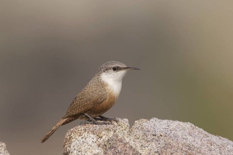 Canyon Wren (Catherpes mexicanus) male, California, USA