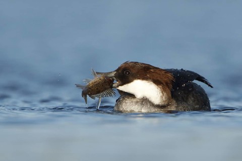 Smew (Mergellus albellus) female, Utrecht, Netherlands