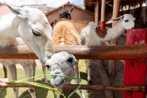Alpaca and Llama Farm, near Cusco, Peru