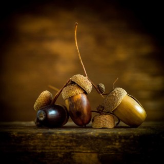 A captivating array of acorns and nuts is artistically placed on a wooden surface, surrounded by