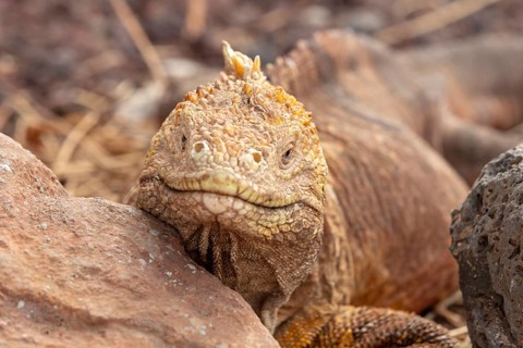Drusenkopf (Conolophus subcristatus), Santa Cruz, Galapagos, Ecuador