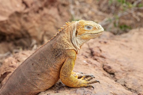 Drusenkopf (Conolophus subcristatus), Santa Cruz, Galapagos, Ecuador