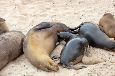 Sea lions (Zalophus wollebaeki), San Cristobal, Galapagos, Ecuador