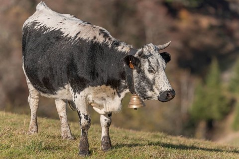 A black and white cow with a bell grazes in a green pasture under the warm glow of the rising sun.