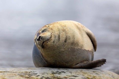 Harbour seal (Phoca vitulina) lying on a stone in the water, Mammals (Mammalia), Gravnesodden,