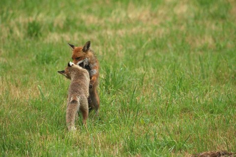 Red fox (Vulpes vulpes) male and weaned young playing on a mown meadow in light rain, Allgäu,