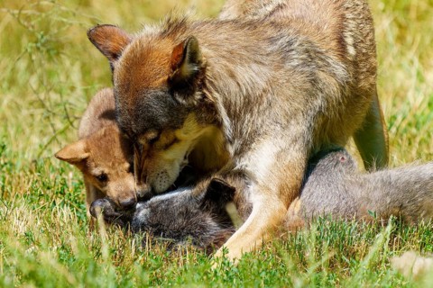 A wolf protects its puppies while they play in the grass, Timberwolf, wolf, American wolf, (Canis