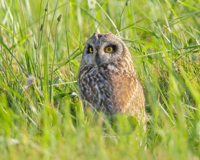 Short-eared owl (Asio flammeus) sitting hidden in a meadow, Wildlife, Nature photography, Lake