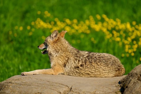 A coyote lies quietly on a rock, surrounded by grass and yellow flowers, Coyote (Canis latrans),