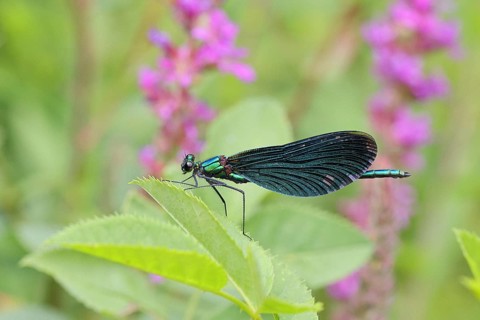 Blue-winged damselfly (Calopteryx virgo), male, on a leaf at a garden pond, close-up, Wilnsdorf,
