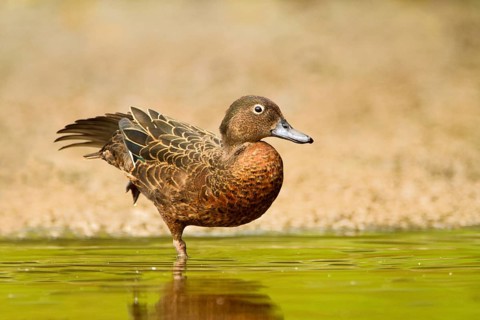 Brown Teal (Anas chlorotis) female, North Island, New Zealand