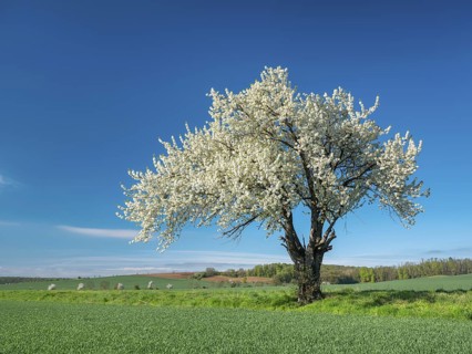 Landscape in spring, green fields and blossoming old large cherry tree, Freyburg, Saxony-Anhalt,