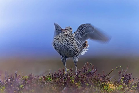 Great snipe (Gallinago media) male flapping wings during courtship display at lek at dusk on tundra