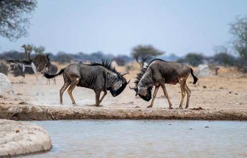 Blue wildebeest (Connochaetes taurinus), two males fighting at a waterhole, Nxai Pan National Park,