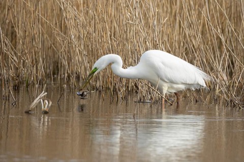 Great white egret (Ardea alba) adult bird in water on the edge of a reedbed with a frog for food in