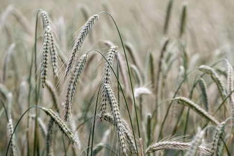 Triticale ears (triticale), Emsland, Lower Saxony, Germany