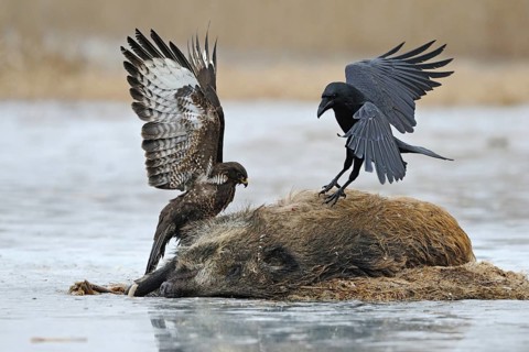 Impressive size comparison, size ratios between a common raven (Corvus corax) and a common buzzard