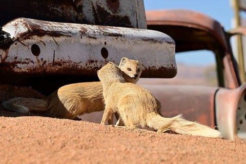 Fox mongoose, yellow mongoose, (Cynictis penicillata), Solitaire, Namibia