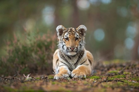 Royal Bengal tiger (Panthera tigris tigris), Indian tiger, impressive big cat, young in natural