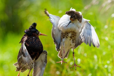 Two ruffs in tense flight pose, wings and feather details against green background, ruff (Calidris