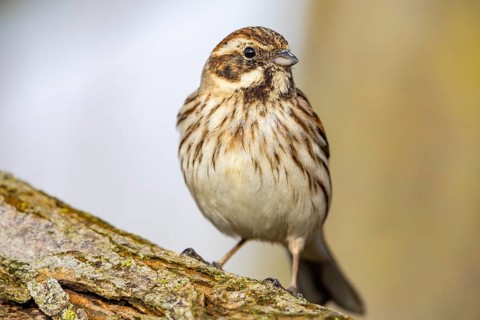 Reed bunting (Emberiza schoeniclus) wbl Germany