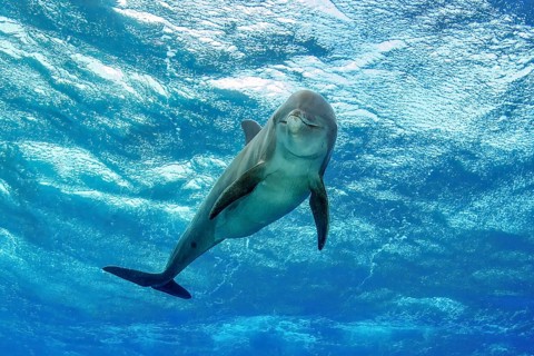 Bottlenose dolphin (Tursiops truncatus) Dolphin Flipper marine mammal looking at viewer, above