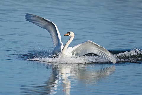 Mute swan (Cygnus olor), on landing approach, Flachsee nature reserve, Freiamt, Canton Aargau,