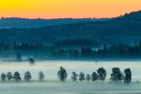 Early morning fog over the moor, birch (Betula), birch family (Betulaceae), dawn, fog, Pfrungen,