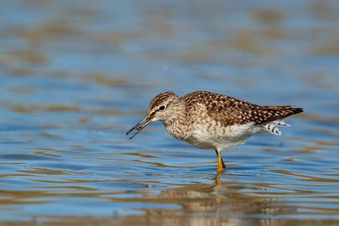 Wood Sandpiper (Tringa glareola) foraging, Lesvos, Greece