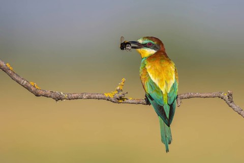 European Bee-eater (Merops apiaster) perched on a branch with an insect in its beak, Lesvos, Greece