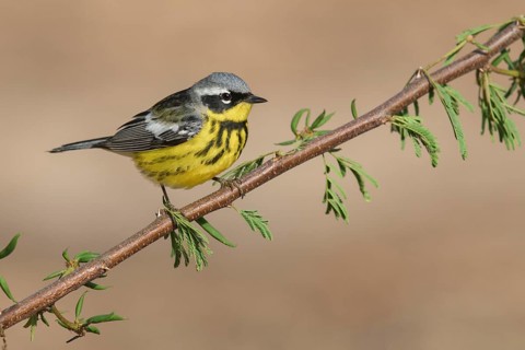 Magnolia Warbler (Setophaga magnolia) male perched on a branch, Texas, USA