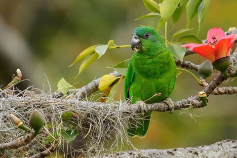 Black-billed Parrot (Amazona agilis) perched on a branch in Jamaica in the Caribbean