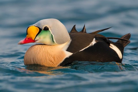 King Eider (Somateria spectabilis) male, Finnmark, Norway