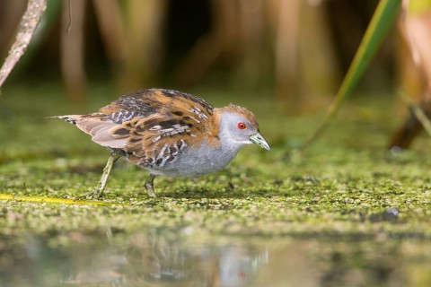 Baillon's Crake (Porzana pusilla palustris) foraging, Victoria, Australia