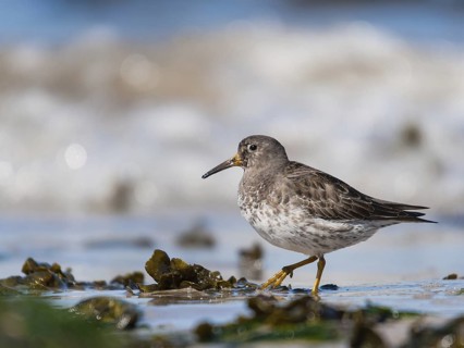 Purple Sandpiper (Calidris maritima), Schleswig-Holstein, Germany