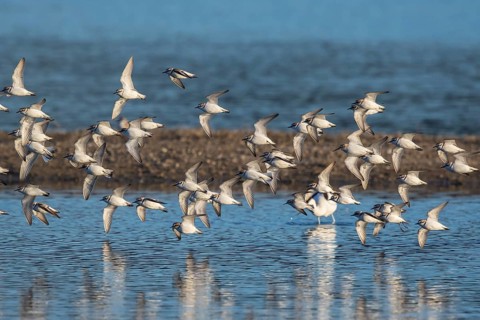 Kentish Plover (Charadrius alexandrinus) group flying, Mallorca, Spain