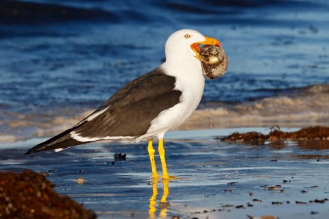Pacific Gull (Larus pacificus georgii) feeding on whelk, South Australia, Australia