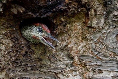 European Green Woodpecker (Picus viridis) juvenile peering out from nest hole, begging for food,