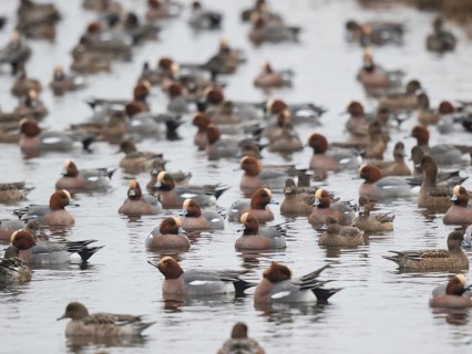 Eurasian Wigeon (Mareca penelope) group, Netherlands