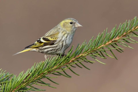 Eurasian Siskin (Spinus spinus) female perched on a branch, Poland