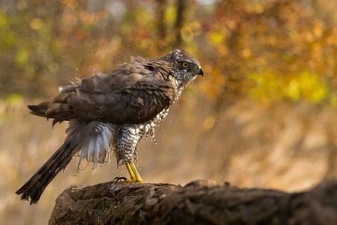 Northern Goshawk (Accipiter gentilis), Subotica, Serbia