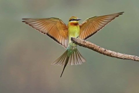 Blue-tailed Bee-eater (Merops philippinus), Penang, Malaysia