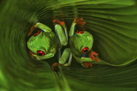Red-eyed tree frog (Agalychnis callidryas), the most famous frog in Costa Rica and possibly the