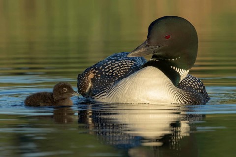 Great Northern Loon (Gavia immer) with chick, British Columbia, Canada