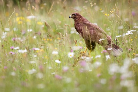 Common Buzzard (Buteo buteo) in a flowering meadow, Asturias, Spain